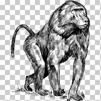 SVG baboon SVG baboon