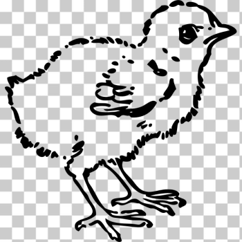 SVG baby chick SVG baby chick