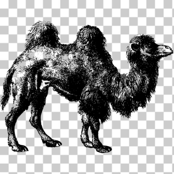 SVG Bactrian Camel SVG Bactrian Camel