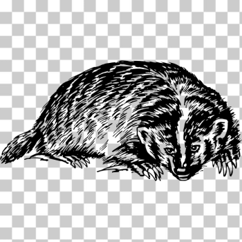 SVG badger SVG badger