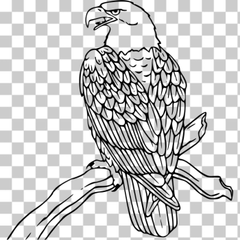 SVG Bald eagle vector image SVG Bald eagle vector image