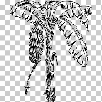 SVG Banana tree SVG Banana tree