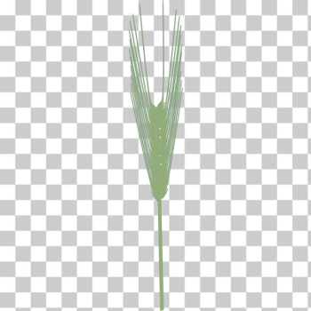 SVG Barley plant vector clip art SVG Barley plant vector clip art