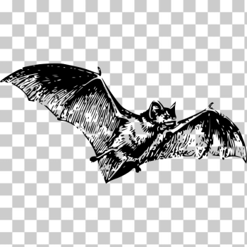 SVG bat SVG bat