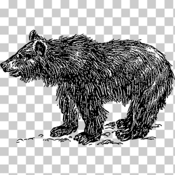 SVG Bear cub SVG Bear cub