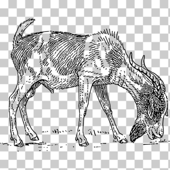 SVG Bearded goat SVG Bearded goat
