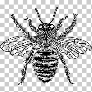 SVG Bee queen