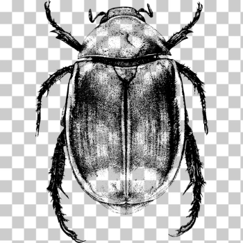 SVG Beetle 3 SVG Beetle 3