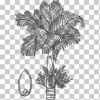 SVG Betel SVG Betel