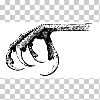 SVG Bird claw SVG Bird claw