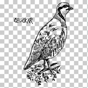 SVG Bird doodle SVG Bird doodle