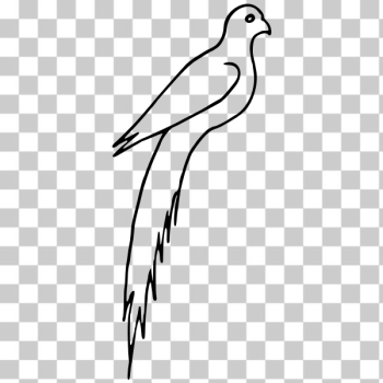 SVG Bird image SVG Bird image