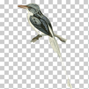 SVG Bird sort SVG Bird sort