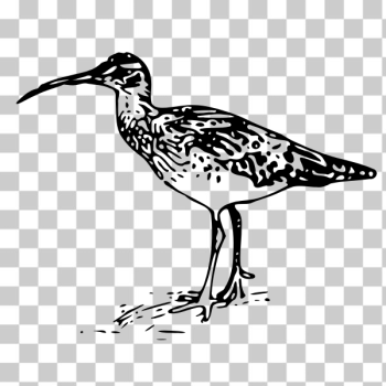 SVG Bird vector illustration SVG Bird vector illustration
