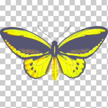 SVG Birdwing butterfly SVG Birdwing butterfly
