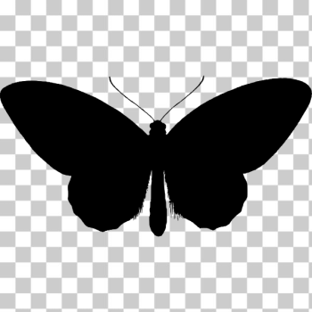 SVG Birdwing butterfly silhouette SVG Birdwing butterfly silhouette
