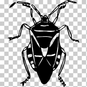 SVG Black and white bug SVG Black and white bug