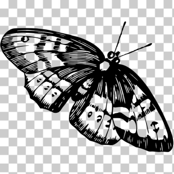 SVG Black and white butterfly image SVG Black and white butterfly image