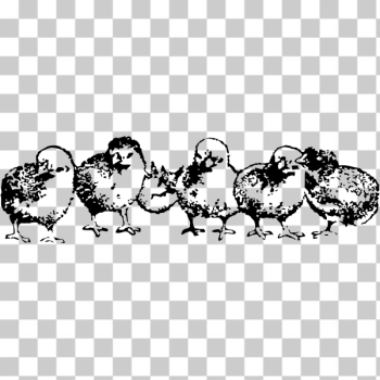 SVG Black and white drawing of chicks SVG Black and white drawing of chicks
