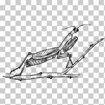 SVG Black and white mantis SVG Black and white mantis