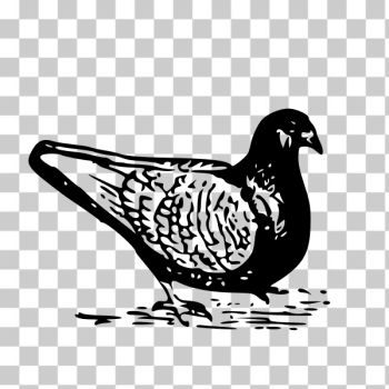 SVG Black and white pigeon SVG Black and white pigeon