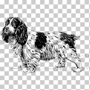 SVG Black and white spaniel SVG Black and white spaniel