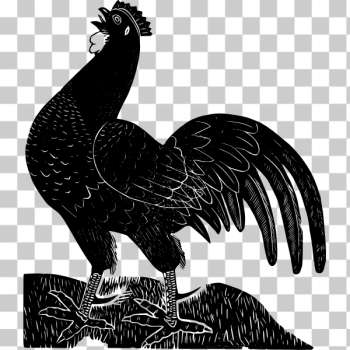 SVG Black rooster SVG Black rooster