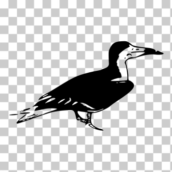 SVG Black Skimmer Vector Art SVG Black Skimmer Vector Art