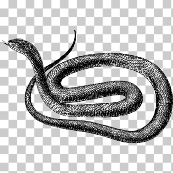 SVG Black snake SVG Black snake