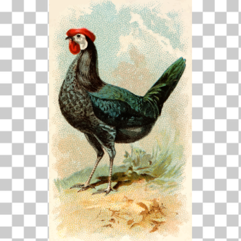SVG Black Spanish hen SVG Black Spanish hen