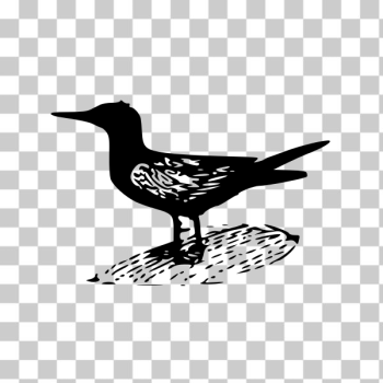 SVG Black Tern Vector Art SVG Black Tern Vector Art