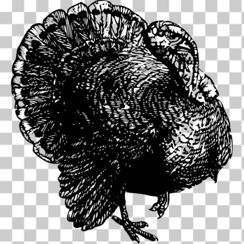 SVG Black turkey SVG Black turkey