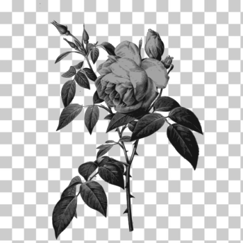 SVG Blossomed botanical flowers SVG Blossomed botanical flowers