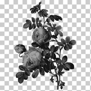 SVG Blossoming roses in gray SVG Blossoming roses in gray
