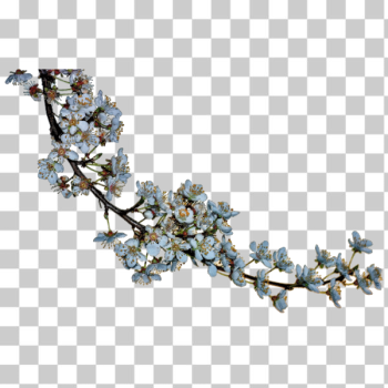 SVG Blossoms SVG Blossoms