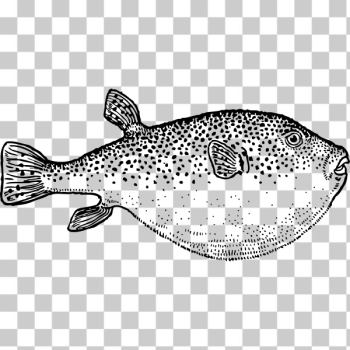 SVG blowfish 2 SVG blowfish 2