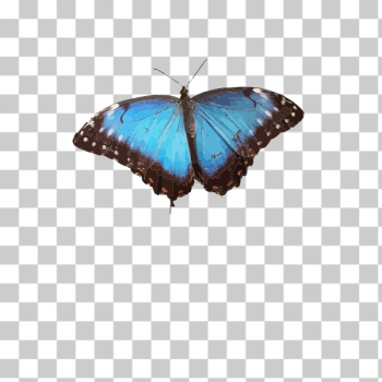 SVG Blue butterfly illustration SVG Blue butterfly illustration