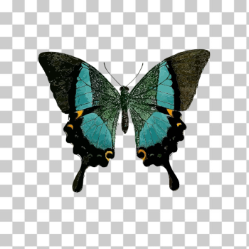 SVG Blue butterfly symbol SVG Blue butterfly symbol