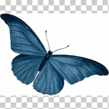 SVG Blue Butterfly Vector SVG Blue Butterfly Vector