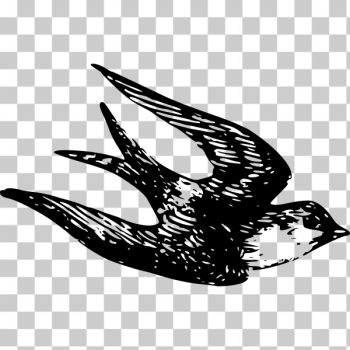 SVG Bluebird SVG Bluebird