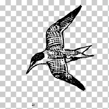 SVG Bluebird flying SVG Bluebird flying