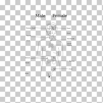 SVG Body Glands SVG Body Glands