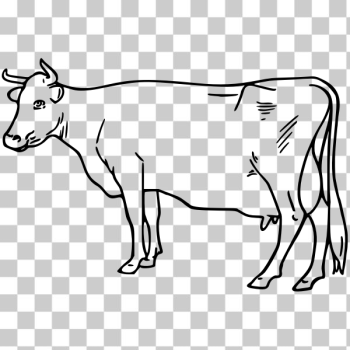 SVG Bovine deawing SVG Bovine deawing