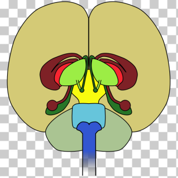 SVG brain-front view SVG brain-front view