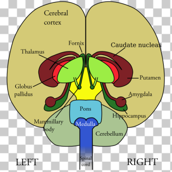 SVG brain-front view SVG brain-front view