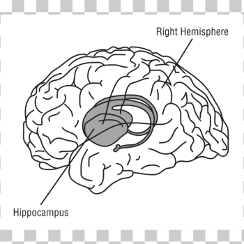 SVG Brain vector illustration SVG Brain vector illustration