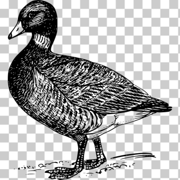 SVG Brant in black and white drawing SVG Brant in black and white drawing