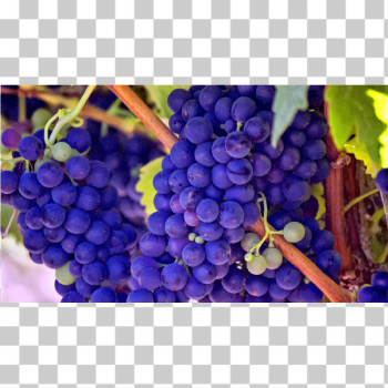 SVG Bright blue grapes SVG Bright blue grapes