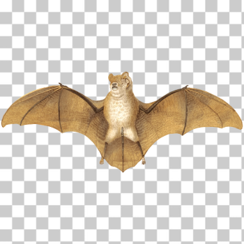 SVG Brown bat SVG Brown bat