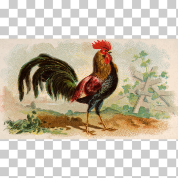 SVG Brown Leghorn SVG Brown Leghorn